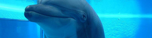 dolphin1.jpg